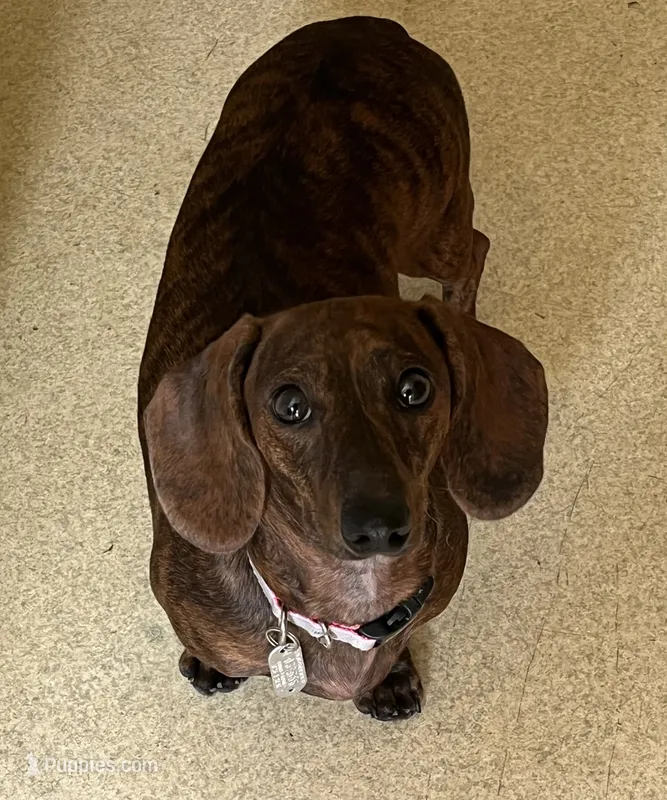 Tweeny(beautiful brindle), a female Miniature Dachshund for sale in Bumpass, VA – 1 of 8