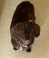 Tweeny(beautiful brindle), a female Miniature Dachshund for sale in Bumpass, VA – 1 of 8