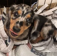 Sebastian, a male Miniature Dachshund for sale in Bumpass, VA – 2 of 10