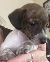 Tiny luna(brindle piebald), a female Miniature Dachshund for sale in Bumpass, VA – 5 of 8