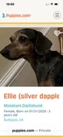 Ellie Mae (silver dapple), a female Miniature Dachshund for sale in Bumpass, VA – Photo 6 of 8