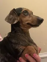 Ellie Mae (silver dapple), a female Miniature Dachshund for sale in Bumpass, VA – Photo 2 of 8