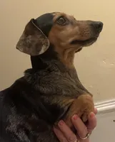 Ellie Mae (silver dapple), a female Miniature Dachshund for sale in Bumpass, VA – Photo 7 of 8