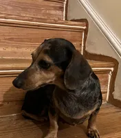 Ellie Mae (silver dapple), a female Miniature Dachshund for sale in Bumpass, VA – Photo 1 of 8