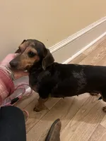 Ellie Mae (silver dapple), a female Miniature Dachshund for sale in Bumpass, VA – Photo 8 of 8