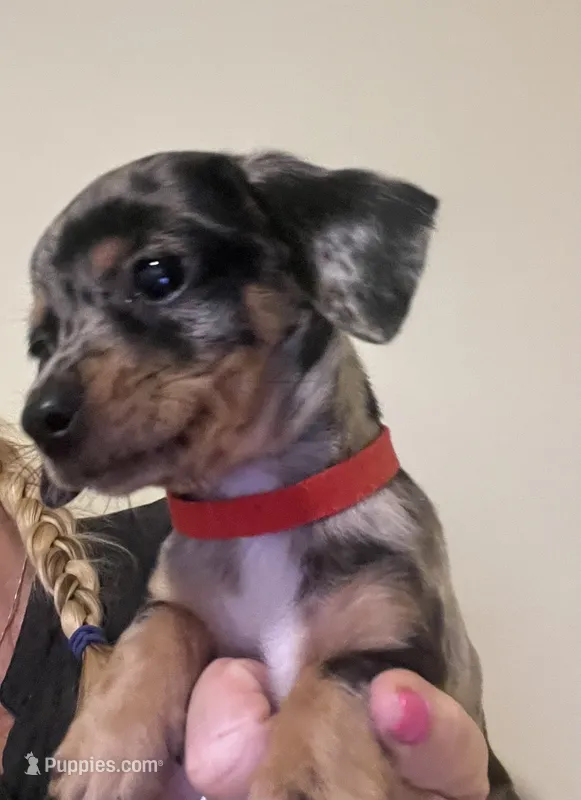 Tiny nugget – Miniature Dachshund puppy for sale in Bumpass, VA