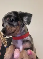 Tiny nugget, a male Miniature Dachshund for sale in Bumpass, VA – 1 of 9