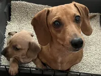 Rosie mae, a female Miniature Dachshund for sale in Bumpass, VA – 3 of 3