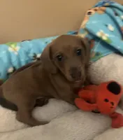 Bogey (blue shaded), a male Miniature Dachshund for sale in Bumpass, VA – 4 of 10