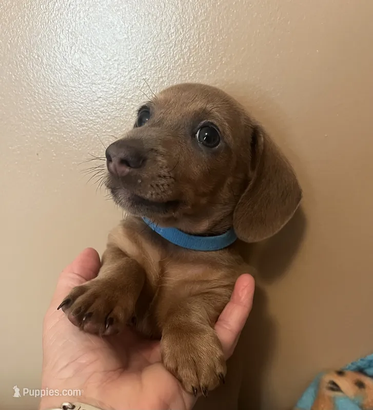 Bogey (blue shaded) – Miniature Dachshund puppy for sale in Bumpass, VA