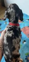 Tiny nugget, a male Miniature Dachshund for sale in Bumpass, VA – 7 of 9