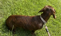 Tweeny(beautiful brindle), a female Miniature Dachshund for sale in Bumpass, VA – 4 of 8