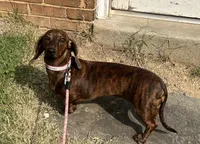 Tweeny(beautiful brindle), a female Miniature Dachshund for sale in Bumpass, VA – 2 of 8