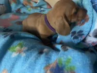 Little ruby ( on hold), a female Miniature Dachshund for sale in Bumpass, VA – 7 of 7