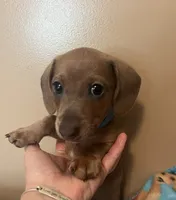 Bogey (blue shaded), a male Miniature Dachshund for sale in Bumpass, VA – 5 of 10