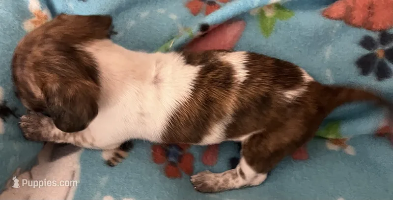 Tiny luna – Miniature Dachshund puppy for sale in Bumpass, VA