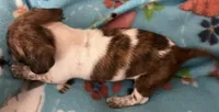 Tiny luna, a female Miniature Dachshund for sale in Bumpass, VA – 1 of 4