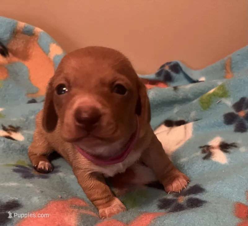 Lola  – Miniature Dachshund puppy for sale in Bumpass, VA