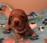 Lola , a female Miniature Dachshund for sale in Bumpass, VA – 1 of 3
