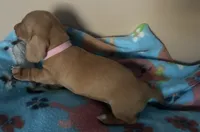 Lola  ( on hold), a female Miniature Dachshund for sale in Bumpass, VA – 5 of 6