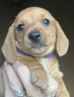 Little ruby ( on hold), a female Miniature Dachshund for sale in Bumpass, VA – 2 of 7