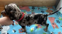 Tiny nugget, a male Miniature Dachshund for sale in Bumpass, VA – 2 of 9