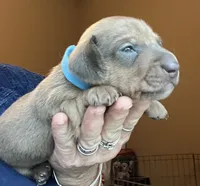 Bogey (blue shaded), a male Miniature Dachshund for sale in Bumpass, VA – 2 of 2