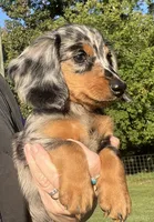 Sebastian, a male Miniature Dachshund for sale in Bumpass, VA – 7 of 10