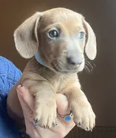 Bogey (blue shaded), a male Miniature Dachshund for sale in Bumpass, VA – 8 of 10