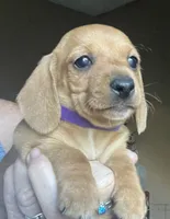 Little ruby ( on hold), a female Miniature Dachshund for sale in Bumpass, VA – 6 of 7