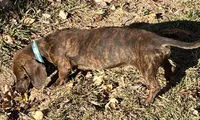 Stripes brindle male, a male Miniature Dachshund for sale in Bumpass, VA – Photo 3 of 4