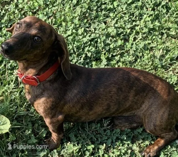Stripes brindle male, a male Miniature Dachshund for sale in Bumpass, VA – Photo 1 of 4