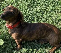 Stripes brindle male, a male Miniature Dachshund for sale in Bumpass, VA – Photo 1 of 4