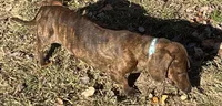Stripes brindle male, a male Miniature Dachshund for sale in Bumpass, VA – Photo 4 of 4