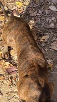 Stripes brindle male, a male Miniature Dachshund for sale in Bumpass, VA – Photo 2 of 4