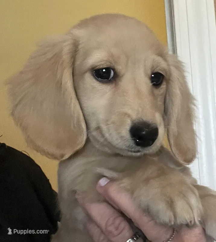 Dolly (blonde girl) – Miniature Dachshund puppy for sale in Bumpass, VA