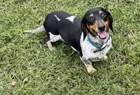 Ziggy, a male Miniature Dachshund for sale in Bumpass, VA – 1 of 2