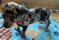 Tiny nugget, a male Miniature Dachshund for sale in Bumpass, VA – 5 of 9