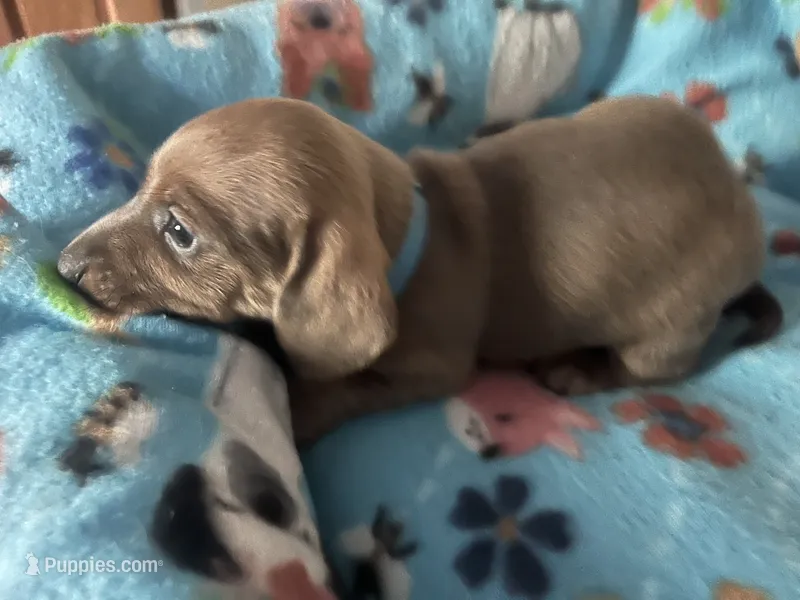 Bogey (blue shaded) – Miniature Dachshund puppy for sale in Bumpass, VA