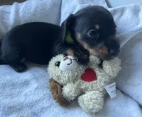 Colby, a male Miniature Dachshund for sale in Bumpass, VA – Photo 2 of 9