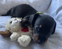 Colby, a male Miniature Dachshund for sale in Bumpass, VA – Photo 7 of 9