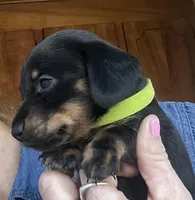 Colby, a male Miniature Dachshund for sale in Bumpass, VA – Photo 1 of 9