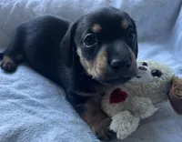 Colby, a male Miniature Dachshund for sale in Bumpass, VA – Photo 6 of 9