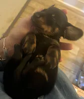 Colby, a male Miniature Dachshund for sale in Bumpass, VA – Photo 8 of 9