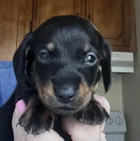 Colby, a male Miniature Dachshund for sale in Bumpass, VA – Photo 5 of 9