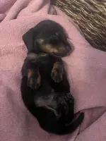 Colby, a male Miniature Dachshund for sale in Bumpass, VA – Photo 9 of 9