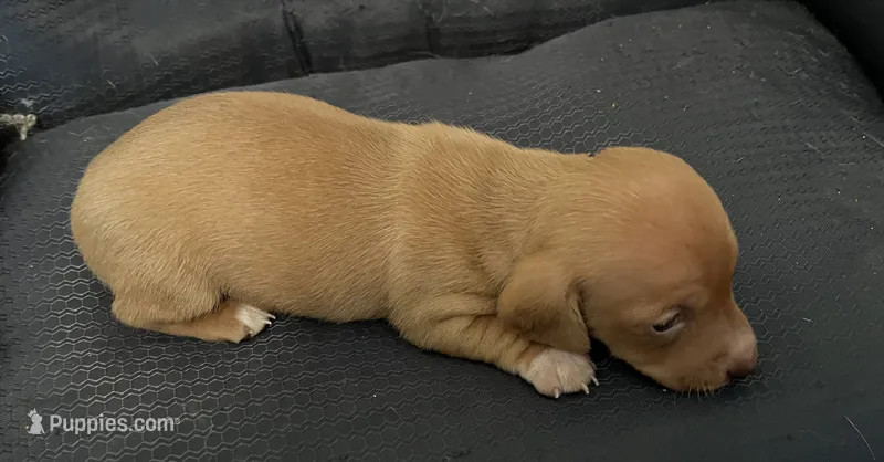 Lola  – Miniature Dachshund puppy for sale in Bumpass, VA