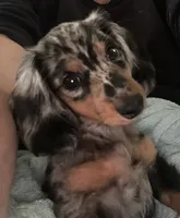 Sebastian.   ( on hold), a male Miniature Dachshund for sale in Bumpass, VA – 8 of 9