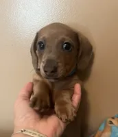 Bogey (blue shaded), a male Miniature Dachshund for sale in Bumpass, VA – 7 of 10