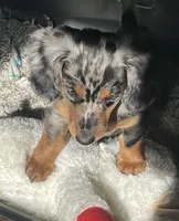 Sebastian, a male Miniature Dachshund for sale in Bumpass, VA – 9 of 10